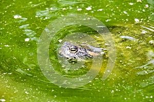 Photo Picture of Red Eared Terrapin Turtle Trachemys Scripta Elegans Tortoise