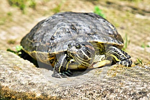 Photo Picture of Red Eared Terrapin Turtle Trachemys Scripta Elegans Tortoise