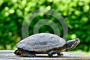 Photo Picture of Red Eared Terrapin Turtle Trachemys Scripta Elegans Tortoise