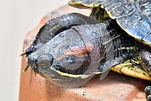 Photo Picture of Red Eared Terrapin Turtle Trachemys Scripta Elegans Tortoise