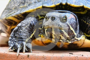 Photo Picture of Red Eared Terrapin Turtle Trachemys Scripta Elegans Tortoise
