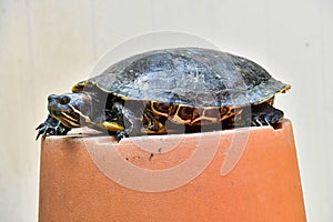 Photo Picture of Red Eared Terrapin Turtle Trachemys Scripta Elegans Tortoise