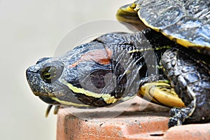 Photo Picture of Red Eared Terrapin Turtle Trachemys Scripta Elegans Tortoise