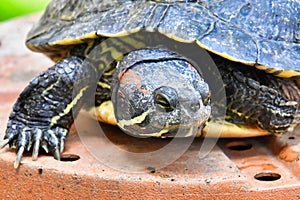 Photo Picture of Red Eared Terrapin Turtle Trachemys Scripta Elegans Tortoise