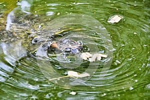 Photo Picture of Red Eared Terrapin Turtle Trachemys Scripta Elegans Tortoise