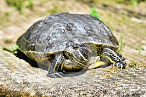 Photo Picture of Red Eared Terrapin Turtle Trachemys Scripta Elegans Tortoise