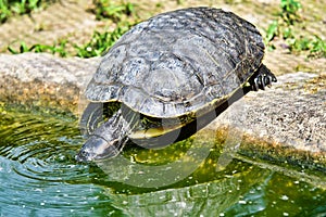 Photo Picture of Red Eared Terrapin Turtle Trachemys Scripta Elegans Tortoise