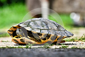 Photo Picture of Red Eared Terrapin Turtle Trachemys Scripta Elegans Tortoise