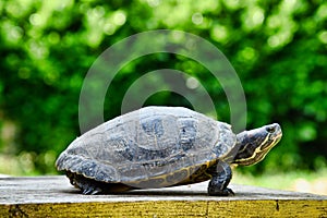 Photo Picture of Red Eared Terrapin Turtle Trachemys Scripta Elegans Tortoise