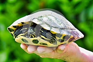 Photo Picture of Red Eared Terrapin Turtle Trachemys Scripta Elegans Tortoise