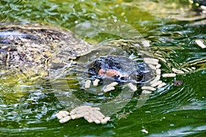 Photo Picture of Red Eared Terrapin Turtle Trachemys Scripta Elegans Tortoise