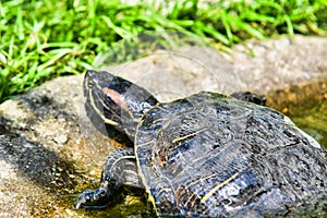 Photo Picture of Red Eared Terrapin Turtle Trachemys Scripta Elegans Tortoise