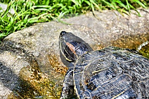 Photo Picture of Red Eared Terrapin Turtle Trachemys Scripta Elegans Tortoise