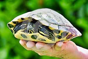 Photo Picture of Red Eared Terrapin Turtle Trachemys Scripta Elegans Tortoise