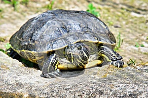 Photo Picture of Red Eared Terrapin Turtle Trachemys Scripta Elegans Tortoise