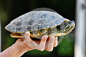 Photo Picture of Red Eared Terrapin Turtle Trachemys Scripta Elegans Tortoise