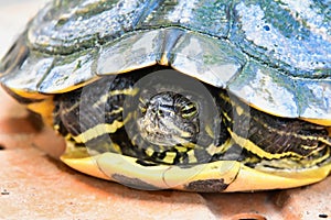 Photo Picture of Red Eared Terrapin Turtle Trachemys Scripta Elegans Tortoise