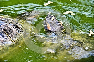 Photo Picture of Red Eared Terrapin Turtle Trachemys Scripta Elegans Tortoise