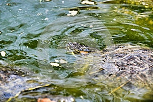 Photo Picture of Red Eared Terrapin Turtle Trachemys Scripta Elegans Tortoise