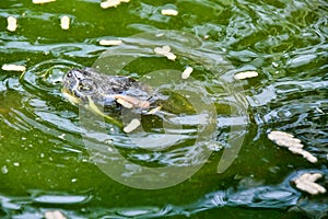 Photo Picture of Red Eared Terrapin Turtle Trachemys Scripta Elegans Tortoise