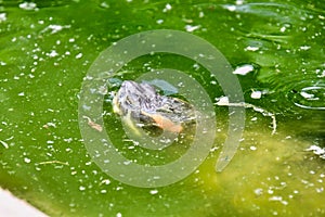 Photo Picture of Red Eared Terrapin Turtle Trachemys Scripta Elegans Tortoise