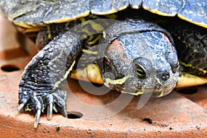 Photo Picture of Red Eared Terrapin Turtle Trachemys Scripta Elegans Tortoise