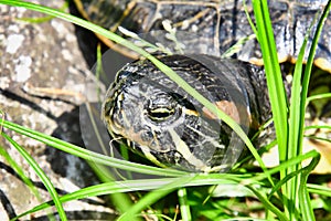Photo Picture of Red Eared Terrapin Turtle Trachemys Scripta Elegans Tortoise