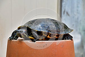 Photo Picture of Red Eared Terrapin Turtle Trachemys Scripta Elegans Tortoise