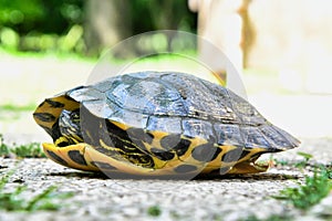 Photo Picture of Red Eared Terrapin Turtle Trachemys Scripta Elegans Tortoise