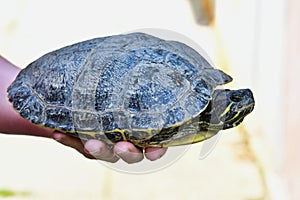 Photo Picture of Red Eared Terrapin Turtle Trachemys Scripta Elegans Tortoise