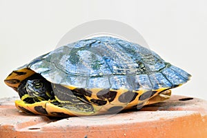 Photo Picture of Red Eared Terrapin Turtle Trachemys Scripta Elegans Tortoise