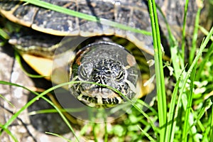 Photo Picture of Red Eared Terrapin Turtle Trachemys Scripta Elegans Tortoise