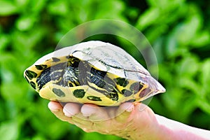 Photo Picture of Red Eared Terrapin Turtle Trachemys Scripta Elegans Tortoise