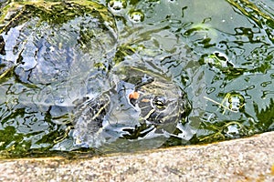 Photo Picture of Red Eared Terrapin Turtle Trachemys Scripta Elegans Tortoise