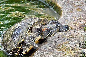 Photo Picture of Red Eared Terrapin Turtle Trachemys Scripta Elegans Tortoise