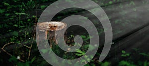 Photo of a picturesque stump in the sunlight in the green forest, spring time. Beautiful nature in the morning in the fog. Magic