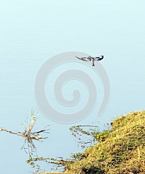 A photo of pied kingfisher fishing