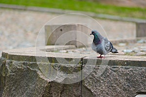 Photo of a pigeon Columba Livia, on the parapet of the sidewalk at the cloudy spring day. Urban birds and animals