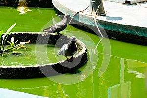 Photo of pigeons on the pool