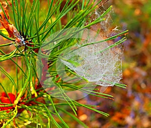 Photo pine branch with spider web with dew