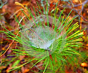 Photo pine branch with spider web with dew in the forest