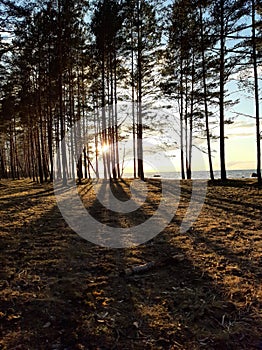 photo, pine forest, at sunset, spring day