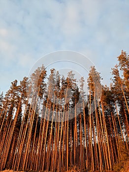 photo, pine forest, on a wide-angle lens