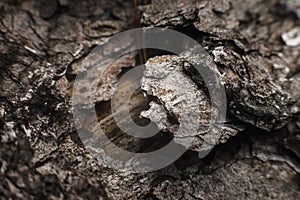 Photo of a pine tree bark close up