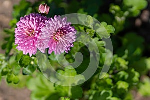 Photo of pink aster in the garden in close up