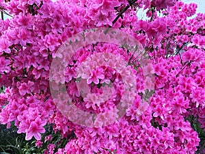 Pink Azalea Flowers in Spring in April on an Overcast Day photo