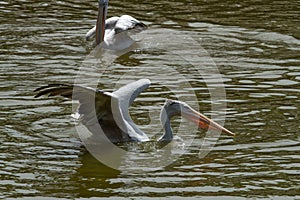 Photo of a Pink backed Pelican