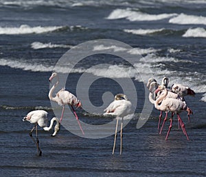 Photo of pink flamingo birds