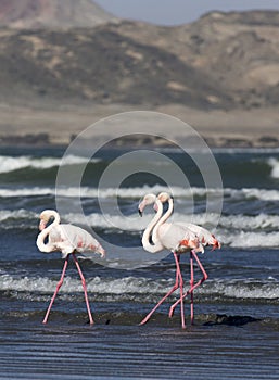 Photo of pink flamingo birds