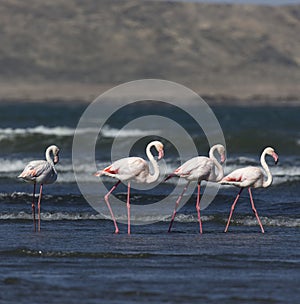 Photo of pink flamingo birds